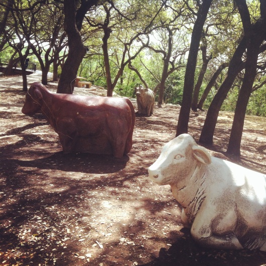 "Arboretum Cows" by Harold Clayton